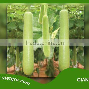 High Yield F1 Hybrid Bottle Gourd Seed - GIANT 130