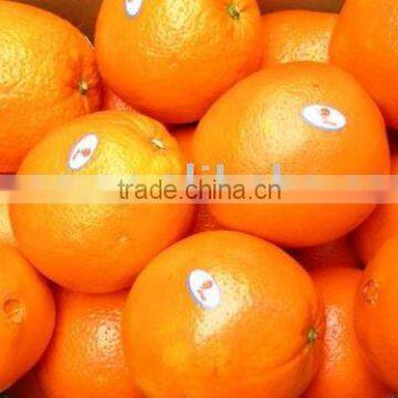 New Crop Fresh Navel Orange From China