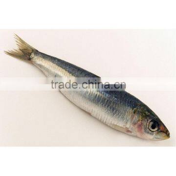 Chinese fresh sardines on sale