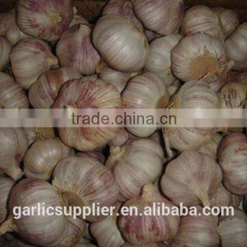 2014 garlic