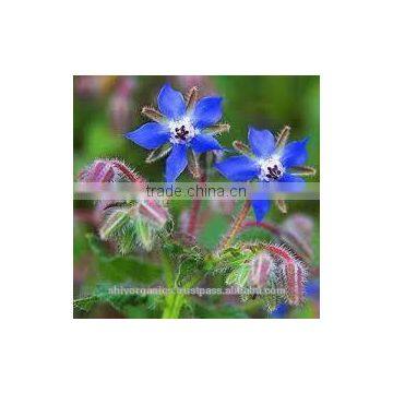 Borage Carrier oil