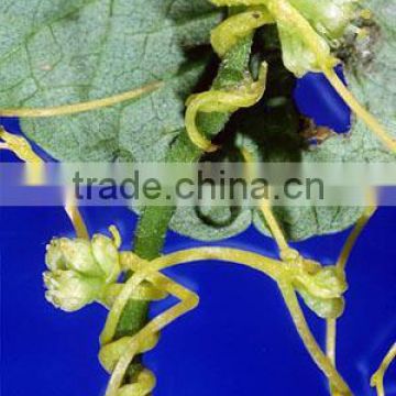 Cuscuta Seed Powder-jory