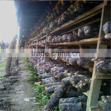 2016 Shiitake Mushroom Log,Shiitake Mushroom Oak Log For Sale photo-3