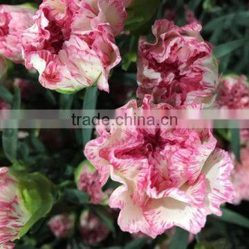 Single Head Carnation Cut Flowers for Wholesale photo-3