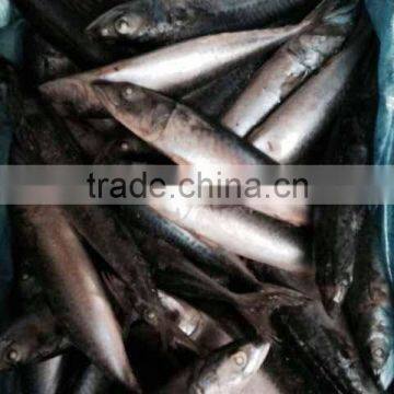 Mackerel Fish thailand buyer