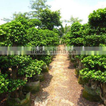 Ficus bonsai farm