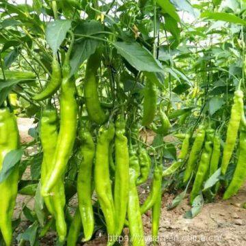 light green  pepper seeds hot pepper greenhouse plant  pepper seeds no.33