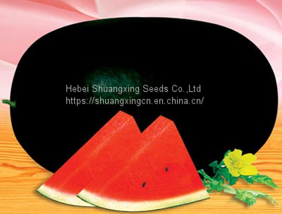 Crimson hybrid oval shape watermelon seeds for planting