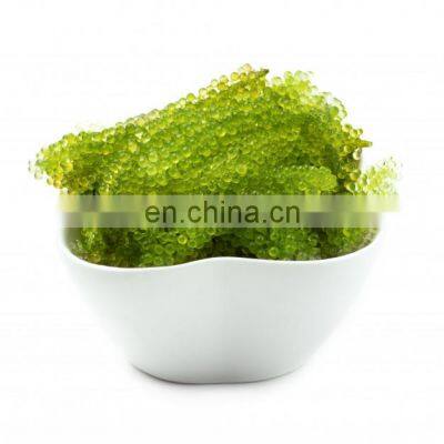 Sea Grapes High Quality Origin Vietnam/Dehydrated Sea Grapes photo-2