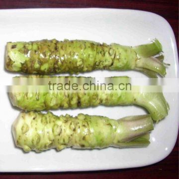 Fresh Horse Radish Global Foods FOB origin fresh horseradish root