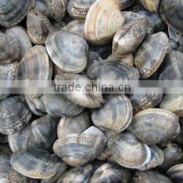 Multi-Language Sites Frozen Short Neck Clam With Shell Frozen Short Neck Clam With Shell Frozen Short Neck Clam With Shell Froz photo-2