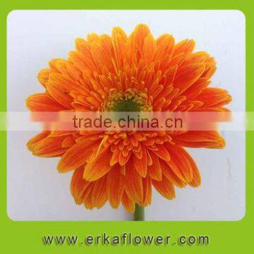 gerbera for wedding stage backdrop decoration