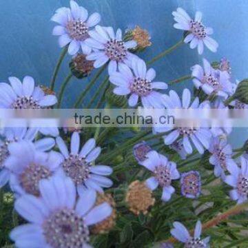 Felicia, flower seeds , herb seed,vegetalbe seed,fruit seed,grass seed