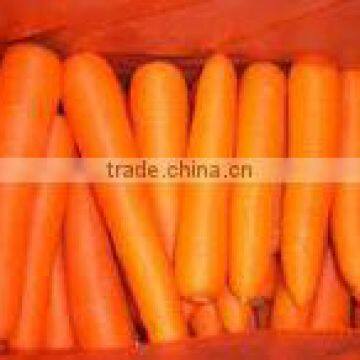 Fresh Carrot