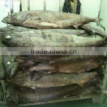 OILFISH RS WHOLE ROUND (SEAFROZEN)