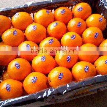 Fresh Gannan Navel Orange, Best Quality China Navel Orange photo-2