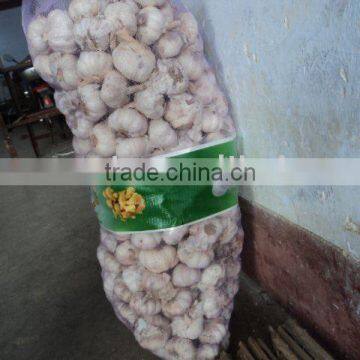 Indonesia garlic