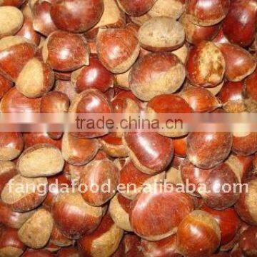 china chestnut price