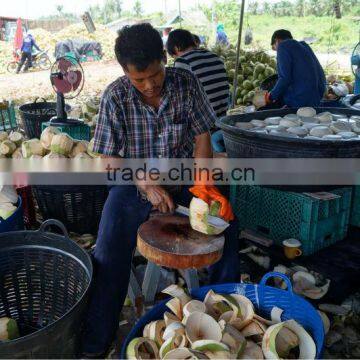 FRESH COCONUT