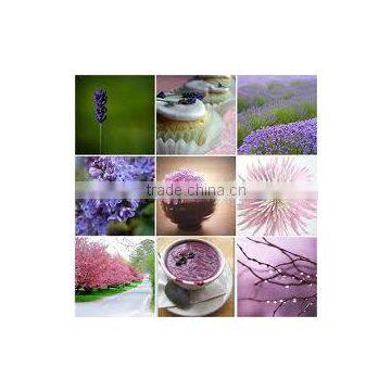 100% PURE & NATURAL LAVENDER OIL