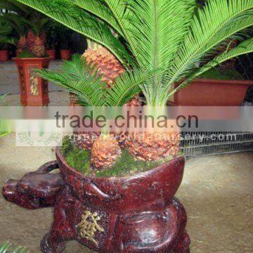 cycas revoluta for sell