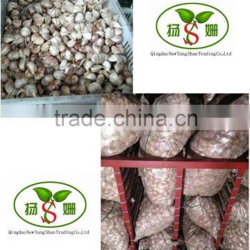 CHANG SHAN garlic 4.5cm-6.0cm