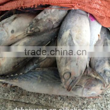 Land Frozen Whole Bonito fish for Bait from China