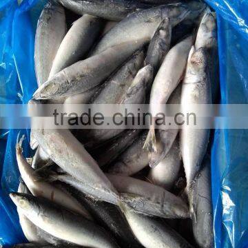Factory Supply Mackerel Fish Pacific Mackerel Scientific Name Scomber Japonicus photo-6