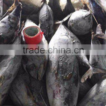 Frozen Skipjack Tuna