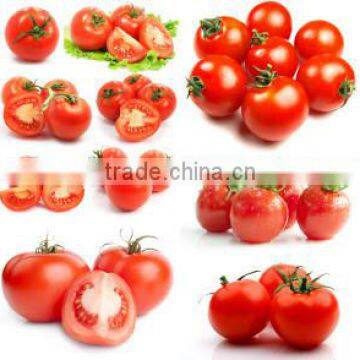 50g tomato ketchup in pouch