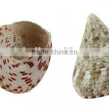 Shell Decoration, Tan, about 35x33x33mm(SHEL-R170)