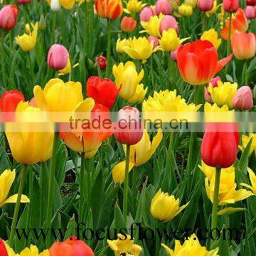 Good Smell Bulb Type Flower Tulip Peonies Cut Flowers From Kunming photo-4