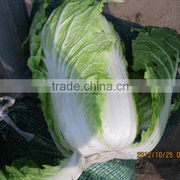 fresh cabbage chinese cabbage chinese beijing cabbage long cabbage price
