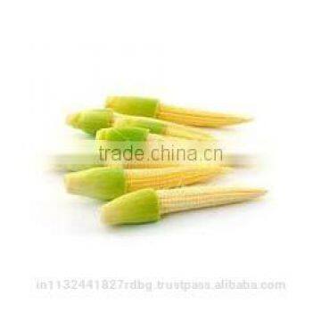 fresh baby corn/baby corn exporters/farm fresh baby corn