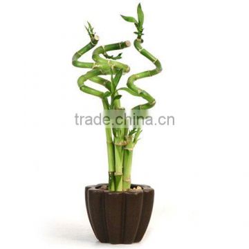 30cm spiral lucky bamboo gifts for sale