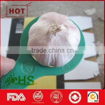 White Fresh Garlic for Sale photo-2