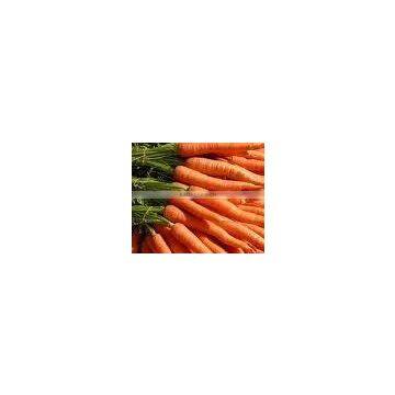 2011New Greenfarm Red Carrot crop