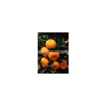 Chinese fresh new baby mandarin orange in carton or plastic basket