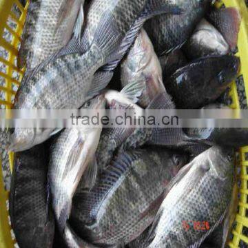 Fresh black tilapia fish farming from China