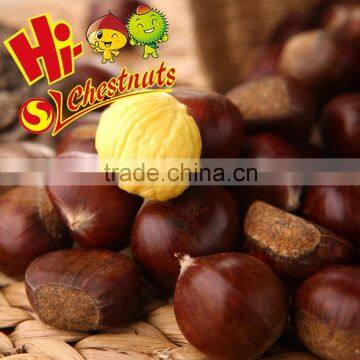 New Crop Chinese Bulk Chestnuts For Sale