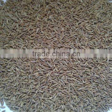 Cumin Seeds EU & Singapore Quality 99.11% Purity photo-3