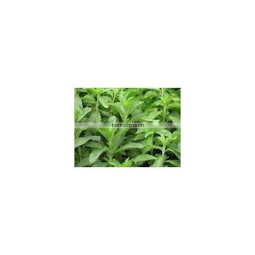 stevia leaf extract powder