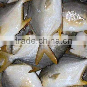 Premiumgold Pomfret photo-2