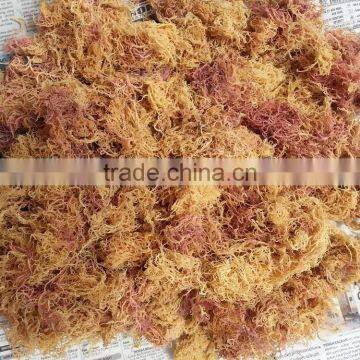 Euchema Spinosum photo-6