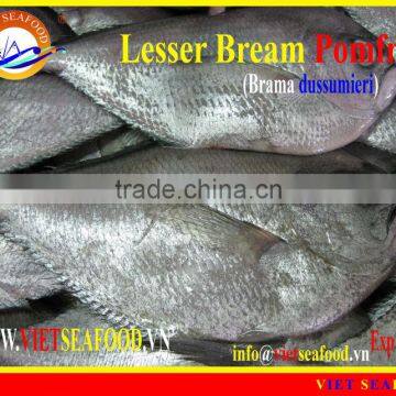 FROZEN LESSER BREAM POMFRET