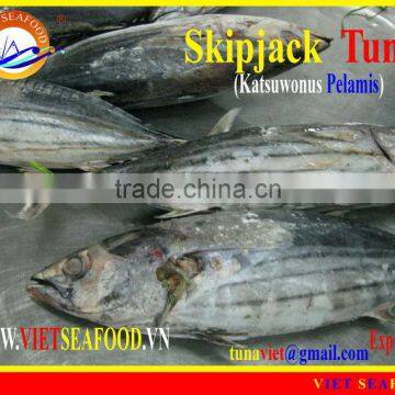 FROZEN W/R SKIPJACK TUNA