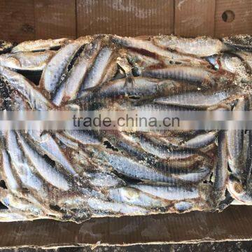 for Canning Good Price Wholesale Block Frozen Sardine photo-2