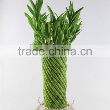 Spiral Cage 30cm Lucky Bamboo photo-2