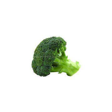 Whole sale fresh broccoli in China