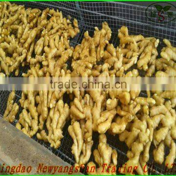 Chinese Red Fuji Apple/Apple Fresh photo-6